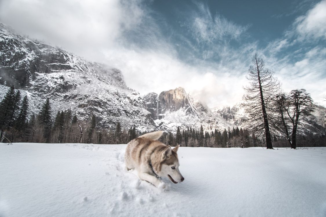 Husky Siberiano Marrón y Blanco Sobre Suelo Cubierto de Nieve Durante el Día. Wallpaper in 5336x3557 Resolution
