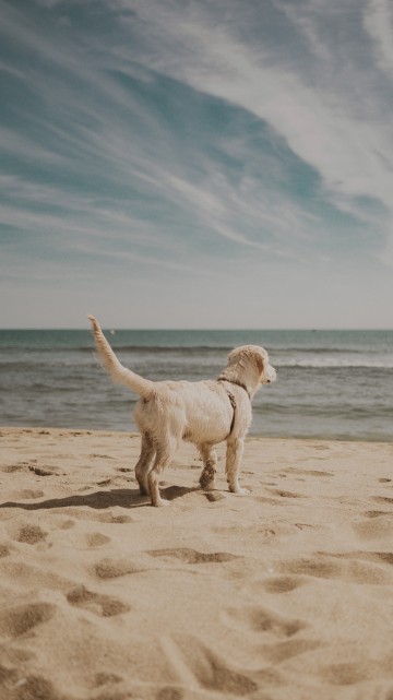 Image companion dog, Labradoodle, cloud, water, great dane