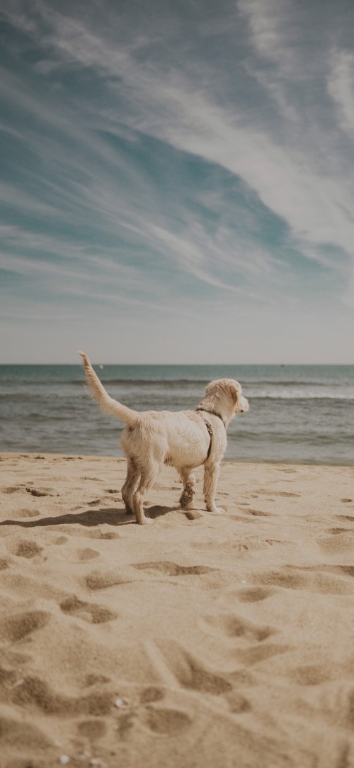 Image companion dog, Labradoodle, cloud, water, great dane