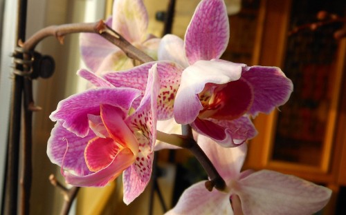 Image pink and white moth orchid in bloom during daytime