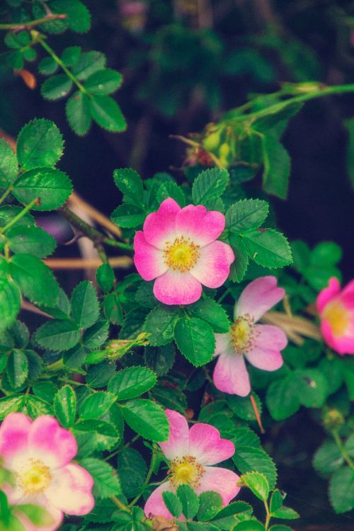 pink and white flower in macro shot