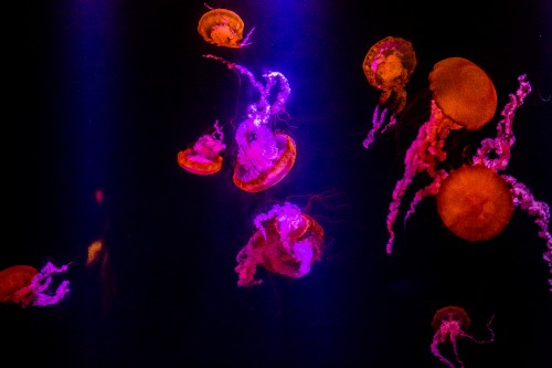 Image purple, light, jellyfish, entertainment, plant