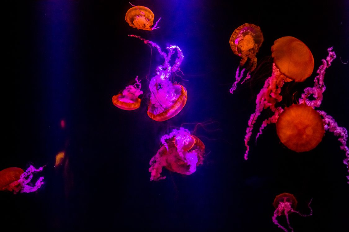 purple, light, jellyfish, entertainment, plant