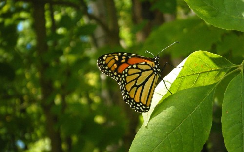 Image monarch butterfly perched on green leaf in close up photography during daytime