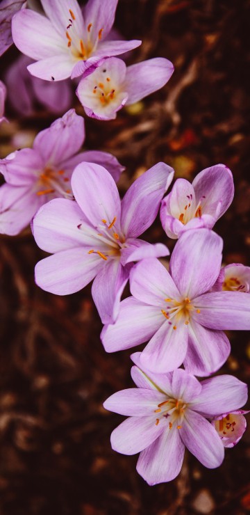 Image white and purple flowers in tilt shift lens