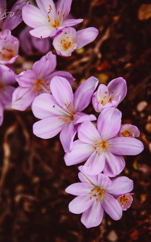 Image white and purple flowers in tilt shift lens