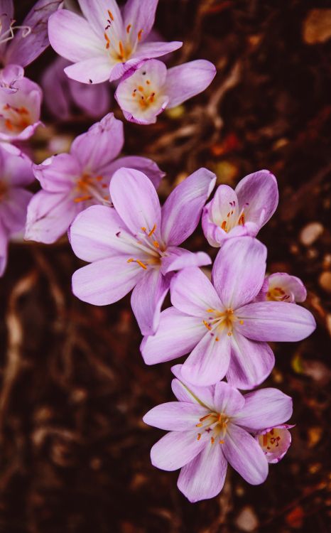 white and purple flowers in tilt shift lens