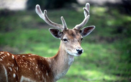 Image brown deer on green grass during daytime