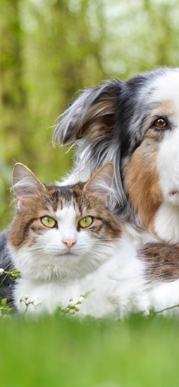 Image puppy, dog breed, dog, australian shepherd, companion dog