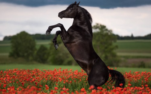 Image black horse running on red flower field during daytime