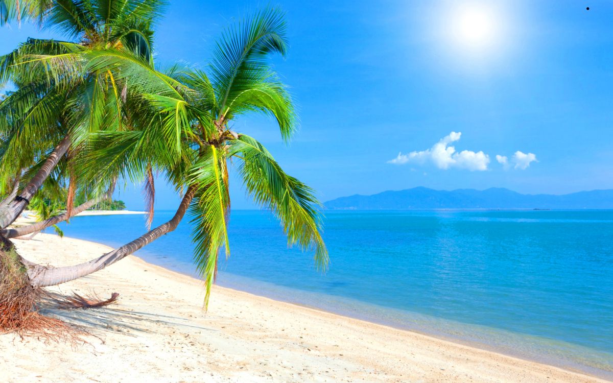 palm tree near body of water during daytime