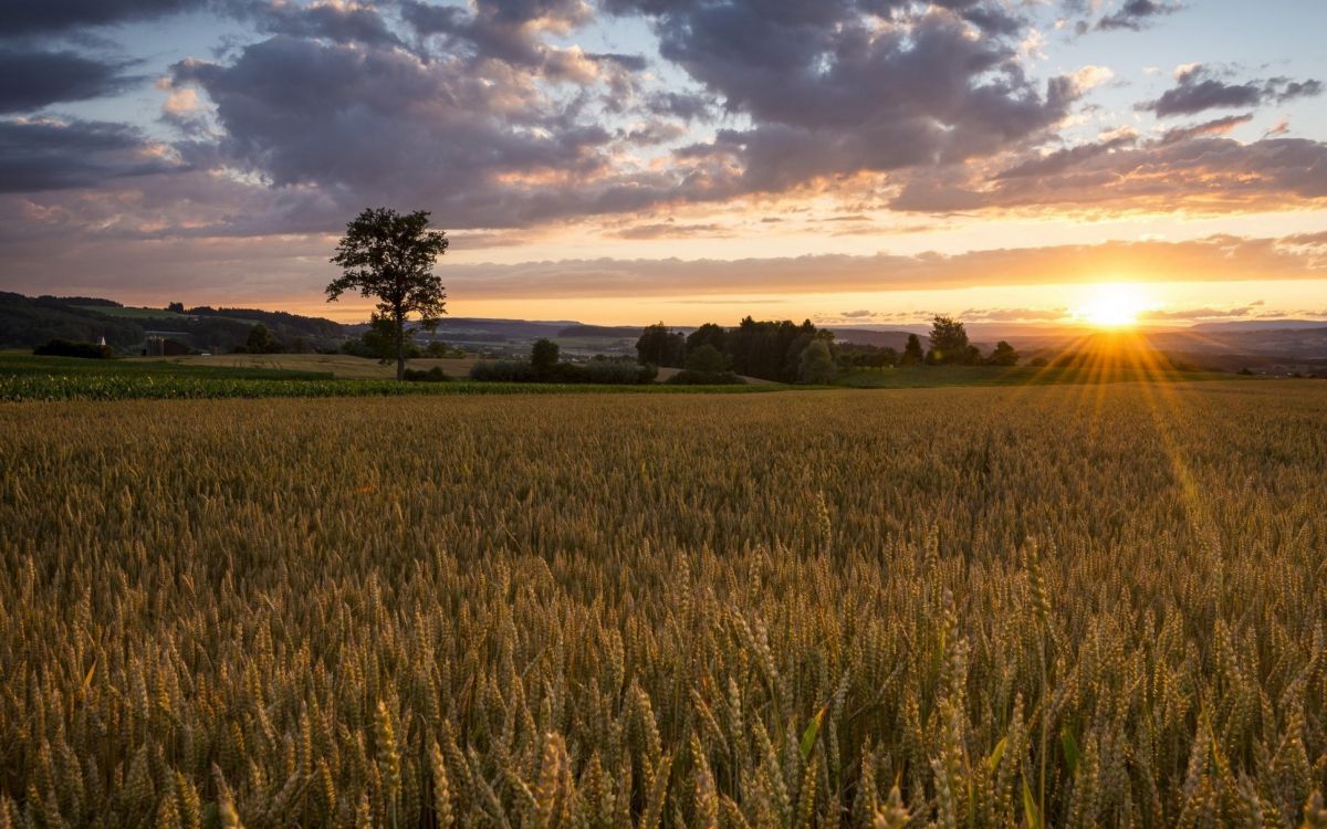 性质, 日落, 普通的, 阳光, 草家庭 壁纸 2560x1600 允许