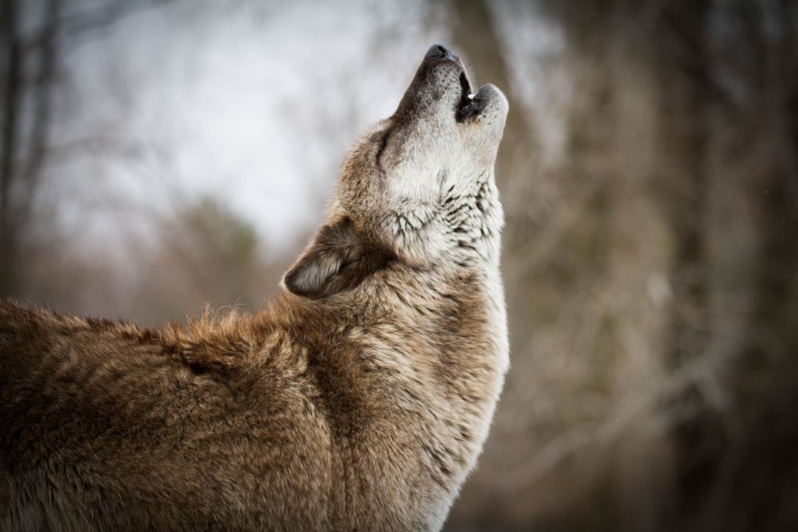 红色狼, 野生动物, 狼, 捷克斯洛伐克那只狼狗, 狗喜欢哺乳动物 壁纸 5184x3456 允许