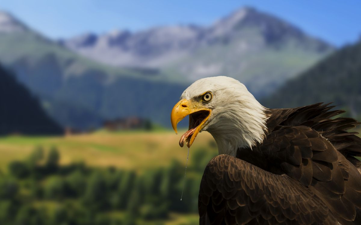 Weißkopfseeadler in Tilt-Shift-Objektiv. Wallpaper in 3840x2400 Resolution