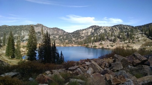 Image green pine trees near lake during daytime