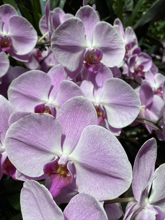 Lilas, la Floraison de la Plante, Teigne Des Orchidées, Désinvolte, Dendrobium. Wallpaper in 1536x2048 Resolution