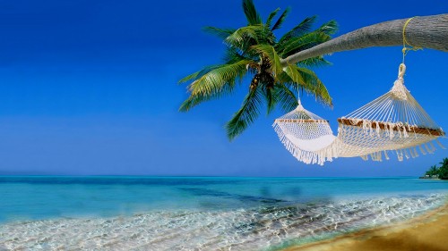 Image green palm tree on white sand beach during daytime