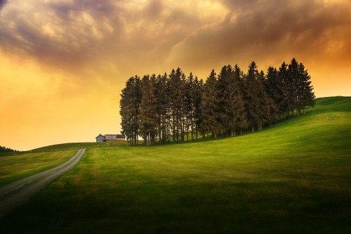 Image green grass field with trees under cloudy sky during daytime