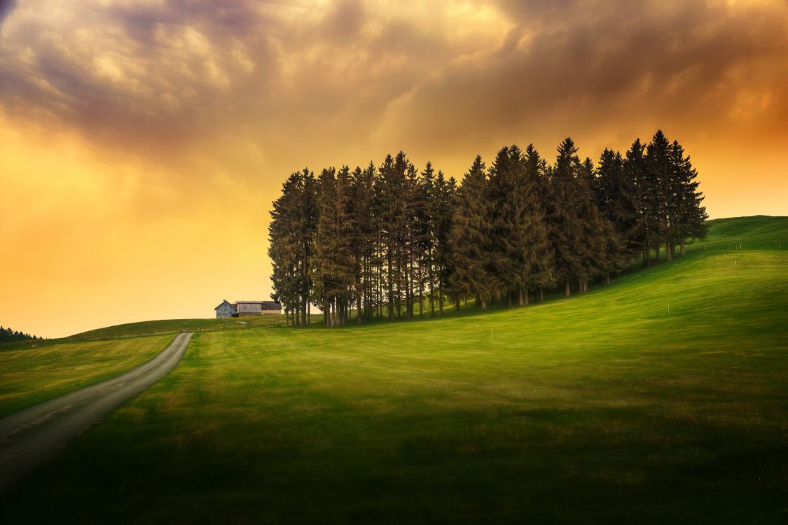 green grass field with trees under cloudy sky during daytime