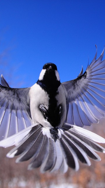 Image black and white bird on tree branch