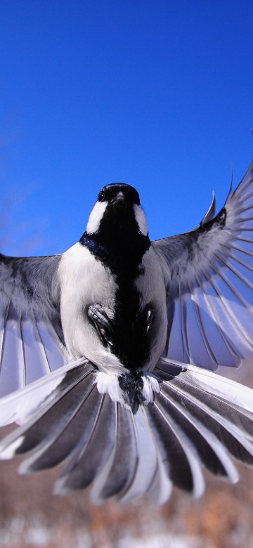 Image black and white bird on tree branch