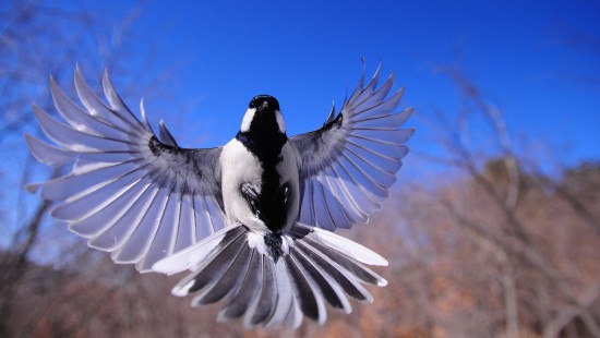 Image black and white bird on tree branch