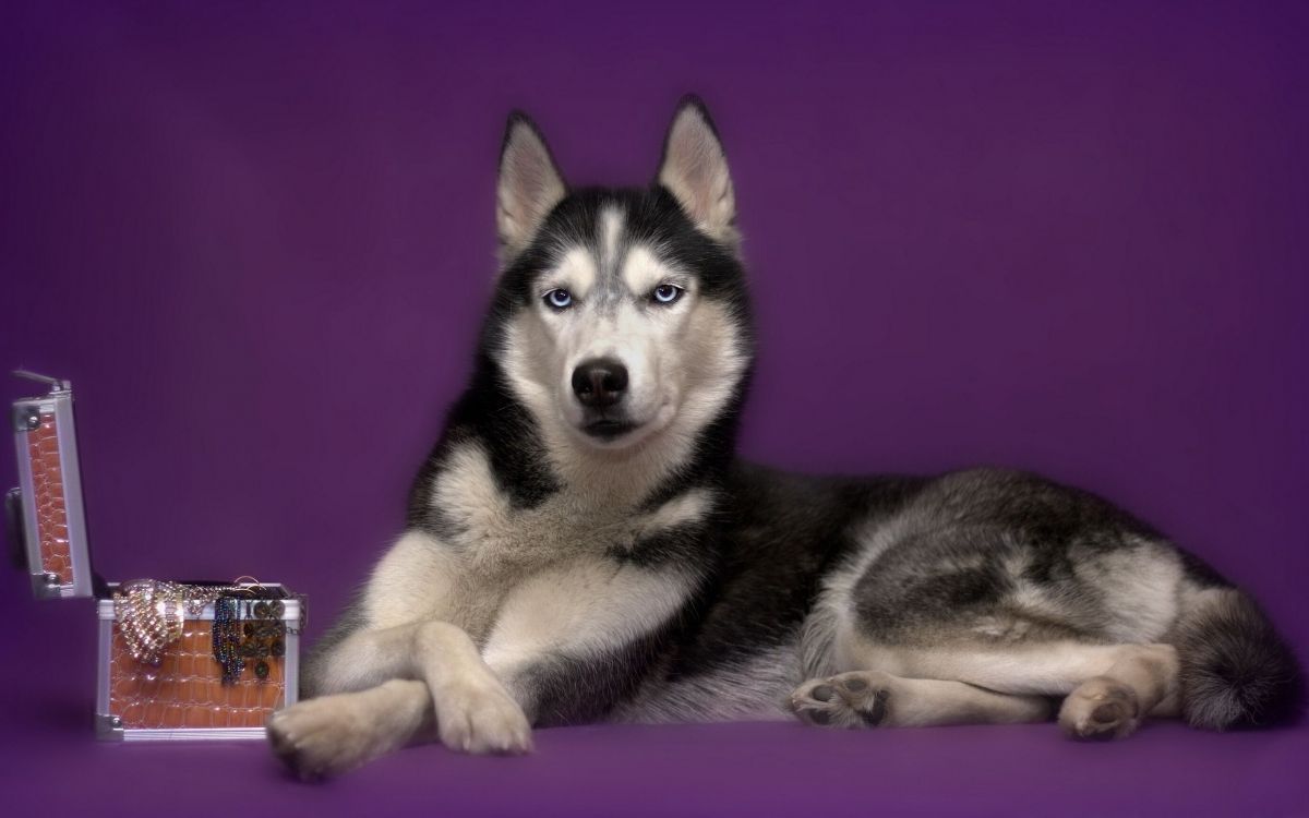 Black and White Siberian Husky Puppy. Wallpaper in 2560x1600 Resolution