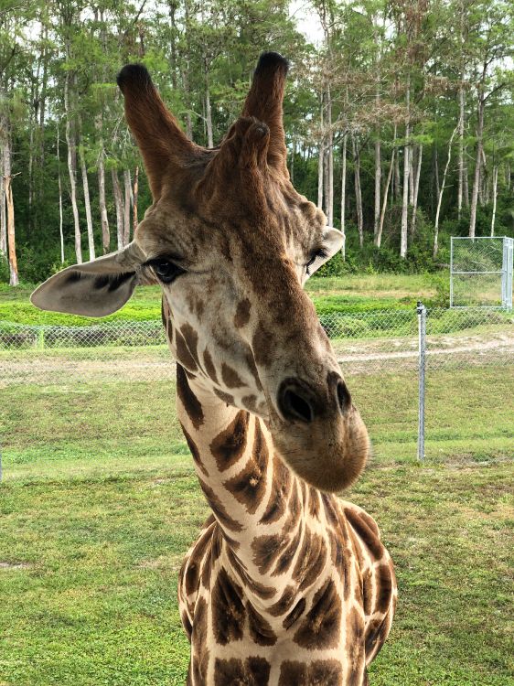 Giraffe, Los Animales Terrestres, Ciencia, Naturaleza, Giraffidae. Wallpaper in 3024x4032 Resolution