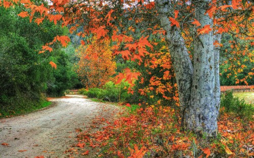 Image brown and green trees beside road during daytime