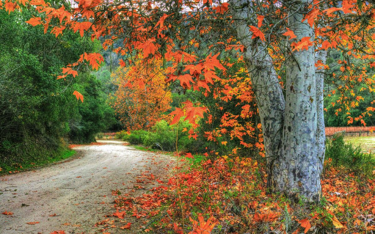 brown and green trees beside road during daytime