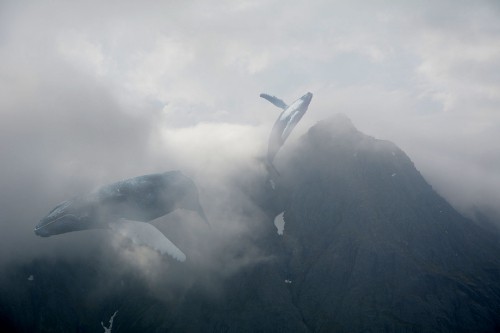 Image white and gray bird flying over the mountain