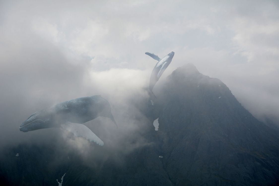 white and gray bird flying over the mountain