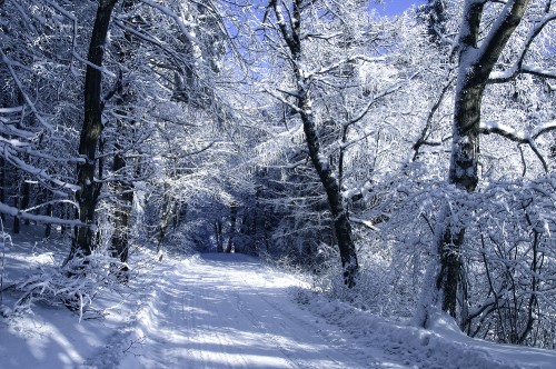 Image snow covered trees during daytime