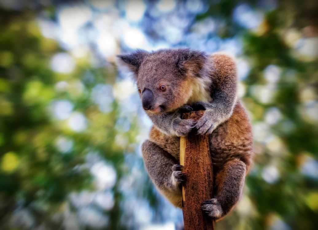Oso Koala en la Rama de un Árbol Marrón Durante el Día. Wallpaper in 2048x1482 Resolution