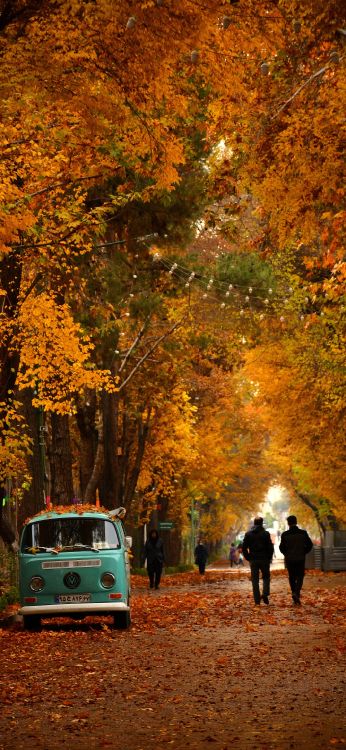 leaf, deciduous, tree, autumn, van