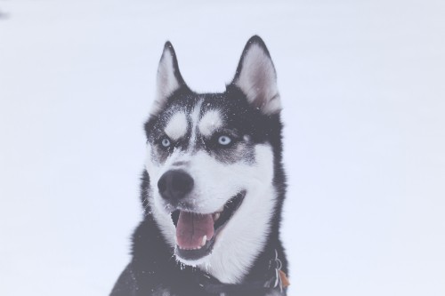 Image black and white siberian husky