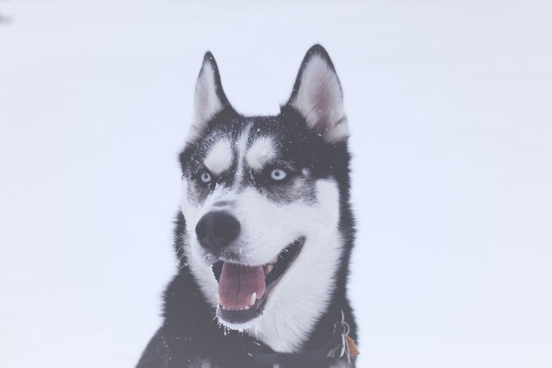 Schwarz-weißer Sibirischer Husky. Wallpaper in 5184x3456 Resolution