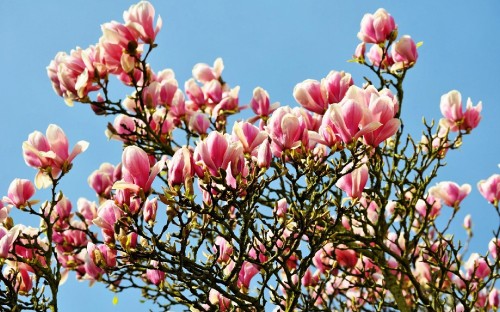 Image pink flowers under blue sky during daytime