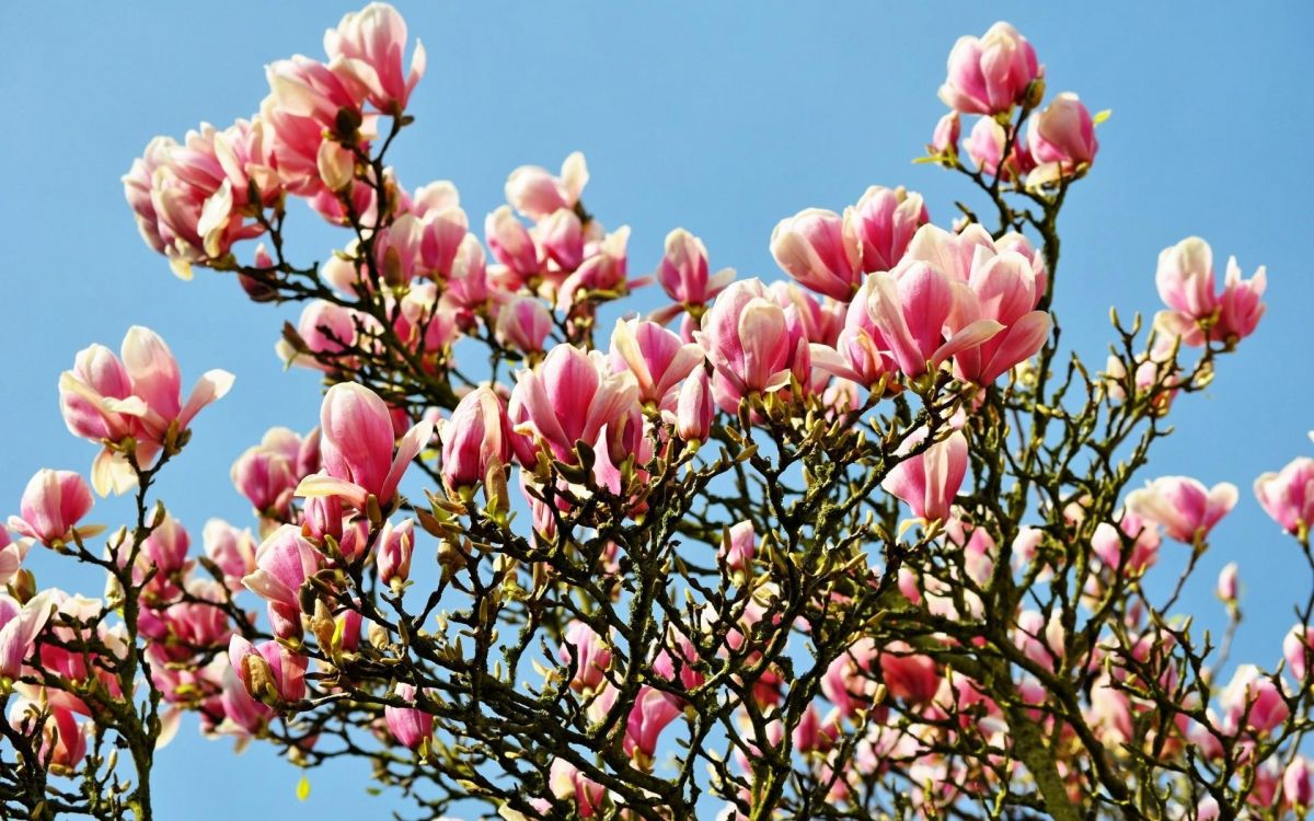 pink flowers under blue sky during daytime