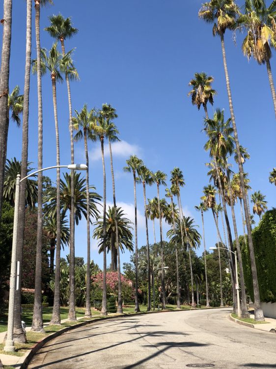 Palme, Dattelpalme, Baum, Woody Pflanze, Tropics. Wallpaper in 1536x2048 Resolution