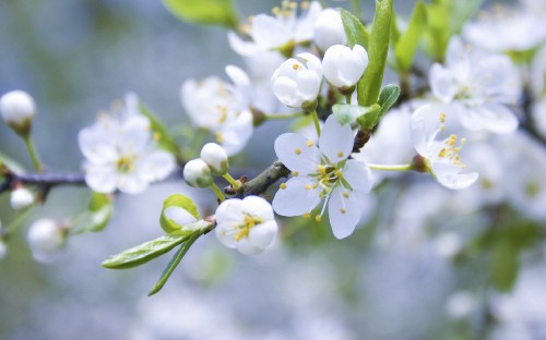 Image white flowers in tilt shift lens