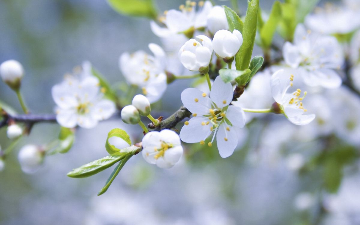 white flowers in tilt shift lens