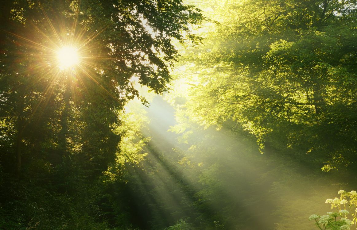 Sonnenstrahlen Kommen Durch Grüne Bäume. Wallpaper in 6256x4033 Resolution