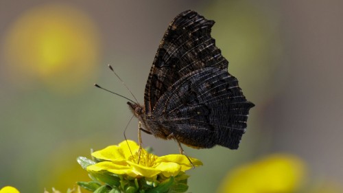 Image black and white butterfly perched on yellow flower in close up photography during daytime