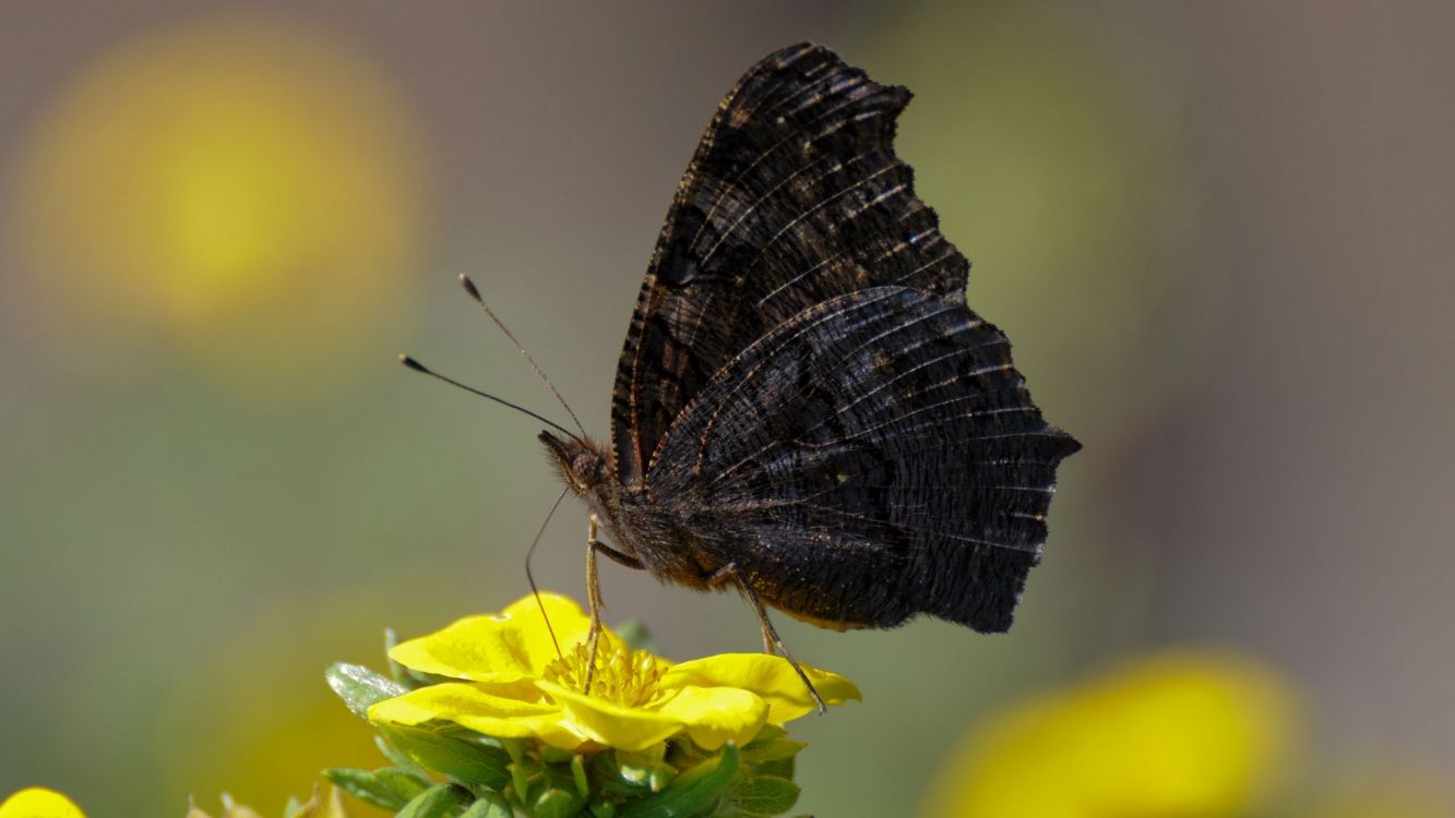 black and white butterfly perched on yellow flower in close up photography during daytime