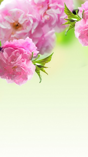 Image flower, spring, pink, branch, plant