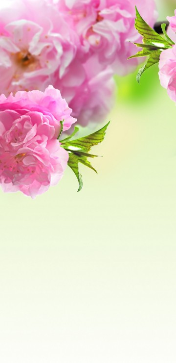 Image flower, spring, pink, branch, plant