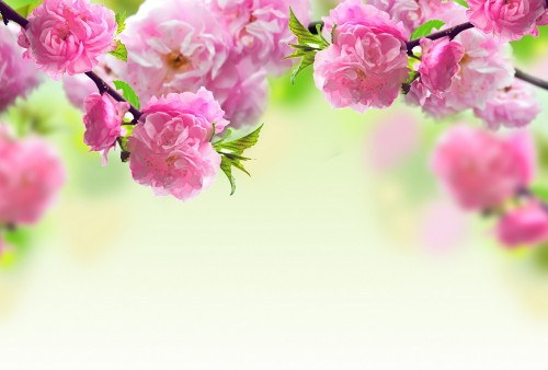 Image flower, spring, pink, branch, plant