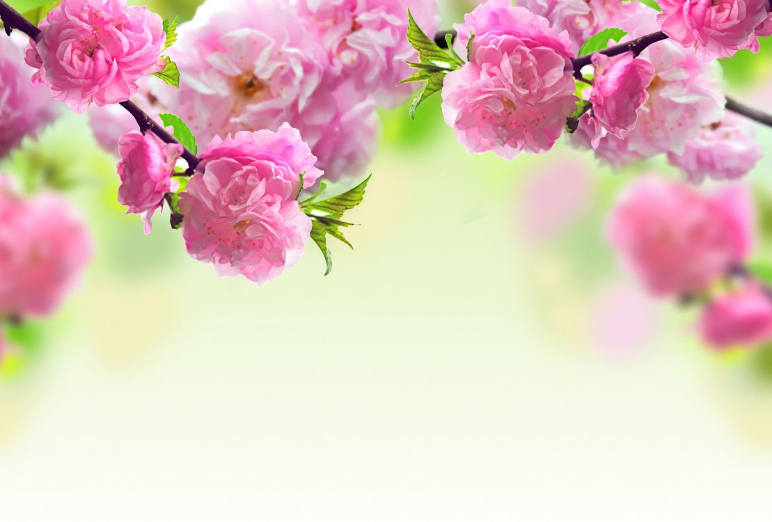 flower, spring, pink, branch, plant