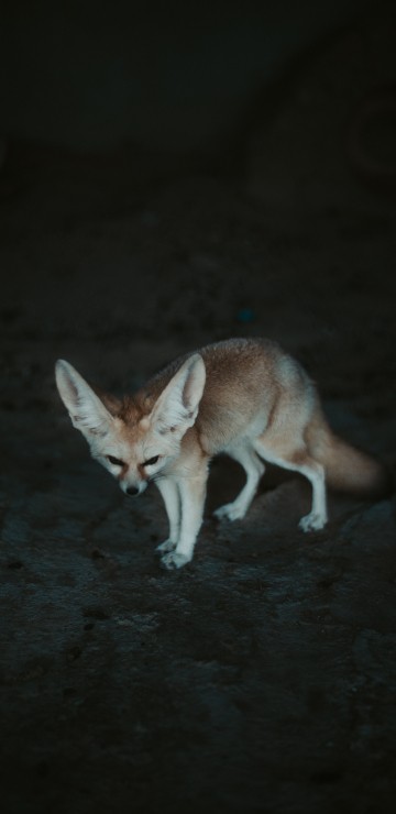 fondo de pantalla de cachorro de zorro fennec